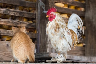Gato y gallo en la granja