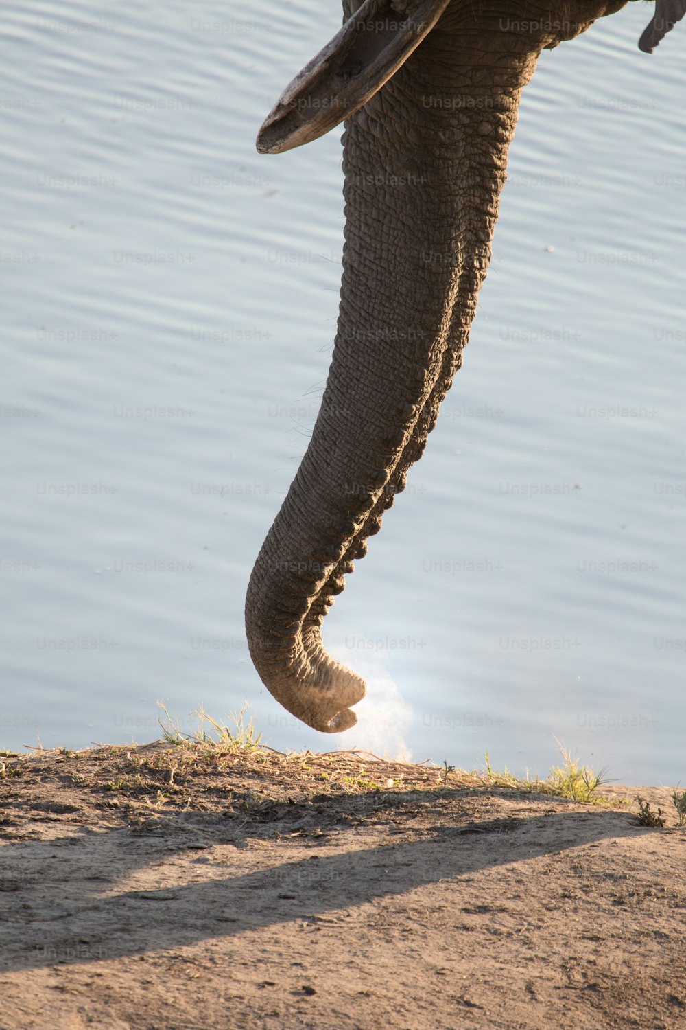 Old Elephant Bulls trunk