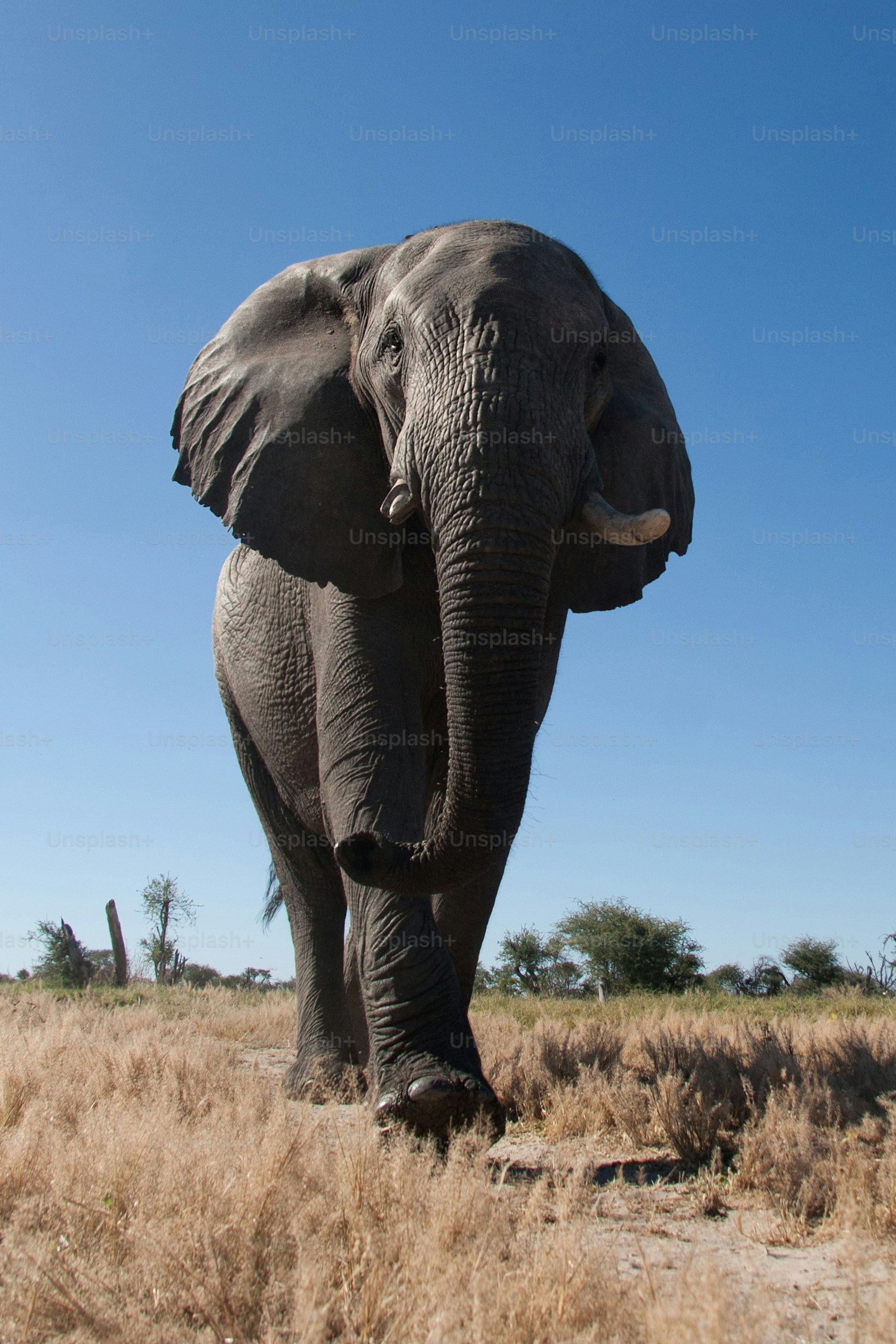 Éléphant marchant dans le veld