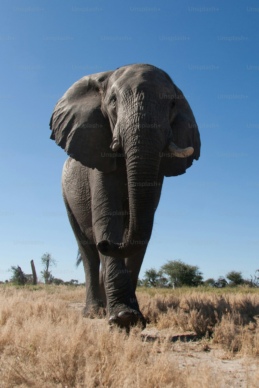 Elefante caminando en el veld
