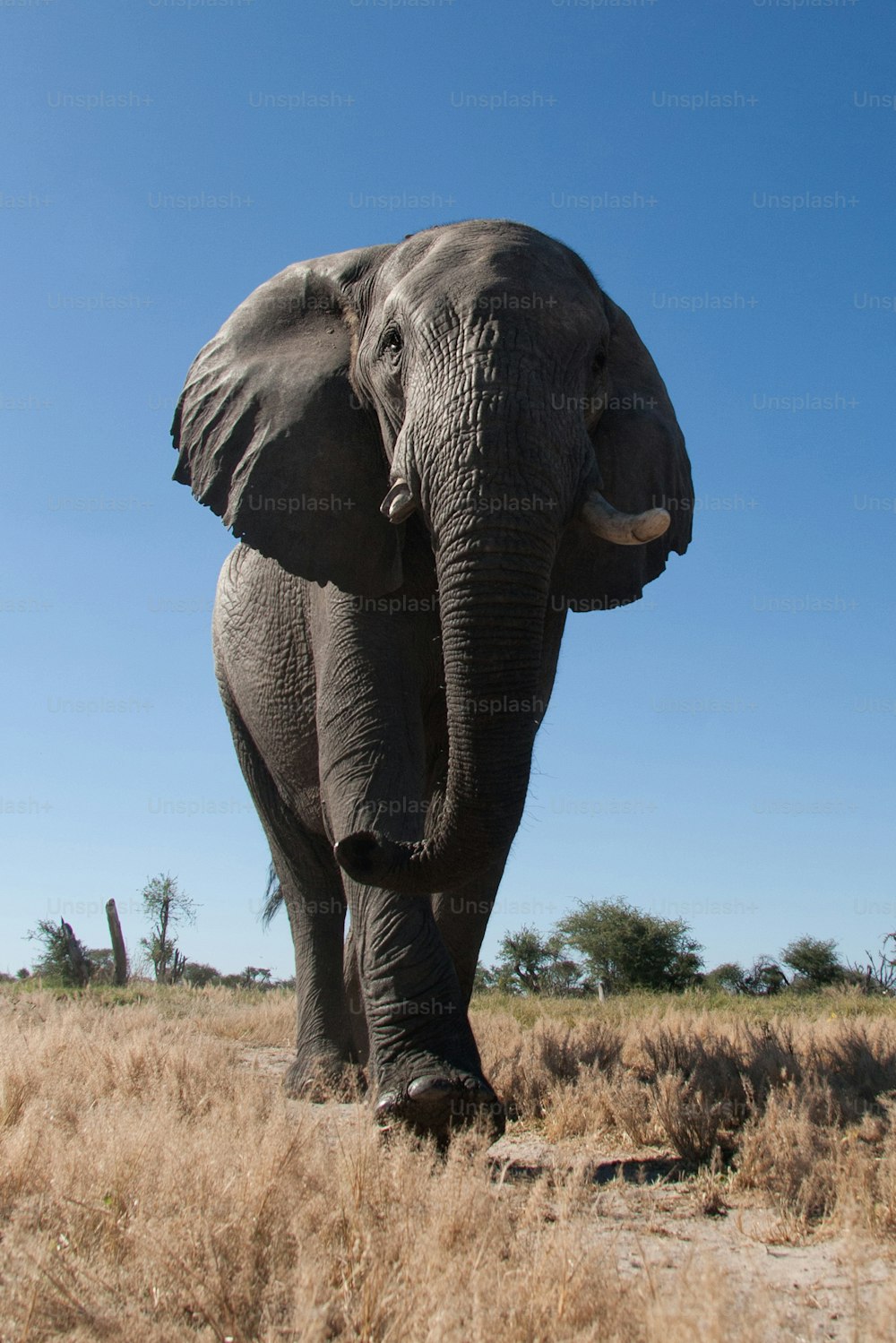 Elephant walking in the veld