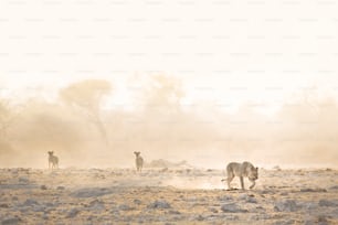 A lion walking through the dust