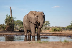 Elefante en un pozo de agua