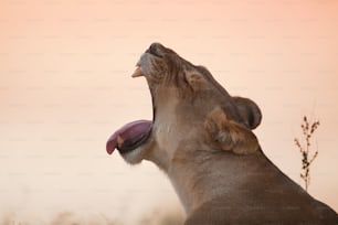 あくびをする雌ライオン