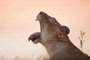 Lioness yawning