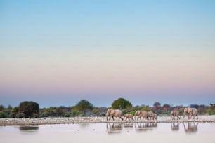 Elephant herd coming in to drink