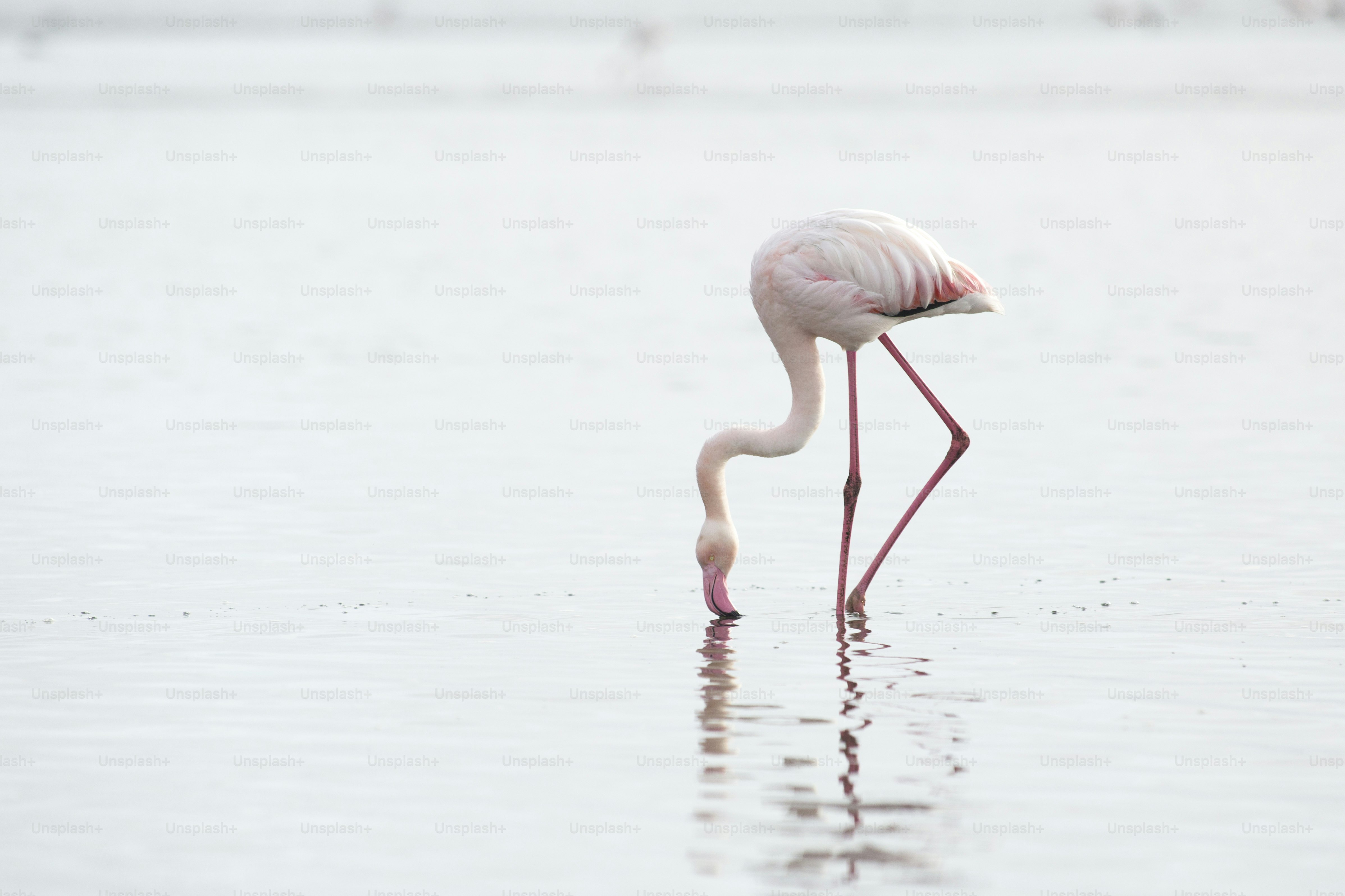 Flamingo at Walvis Bay wetland.