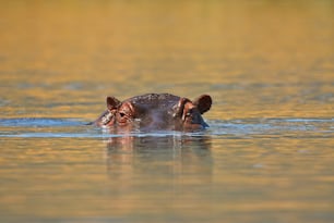 Occhi e orecchie dell'ippopotamo che emergono dall'acqua di un lago africano