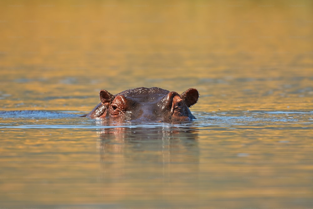 아프리카 호수의 물에서 나오는 하마의 눈과 귀