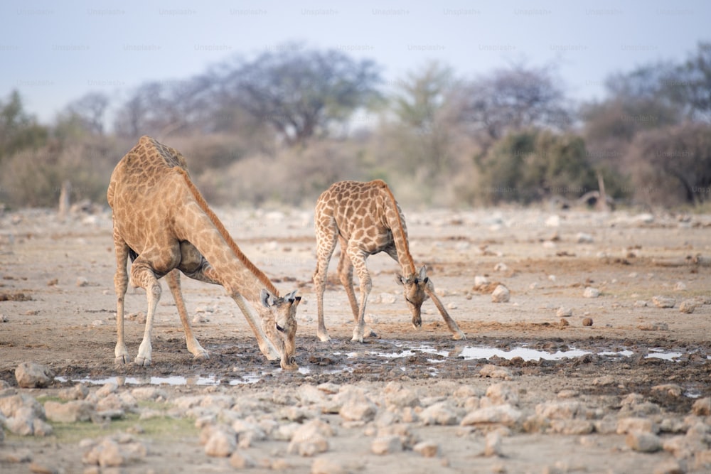 Giraffe che bevono in una pozza d'acqua