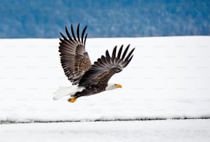 Águila calva ( Haliaeetus leucocephalus washingtoniensis ) en vuelo. Alaska en la nieve