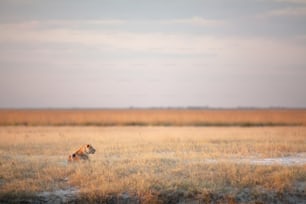 Lioness resting after hunting