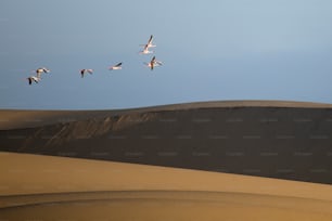 Flamingo at the Walvis Bay wetland.