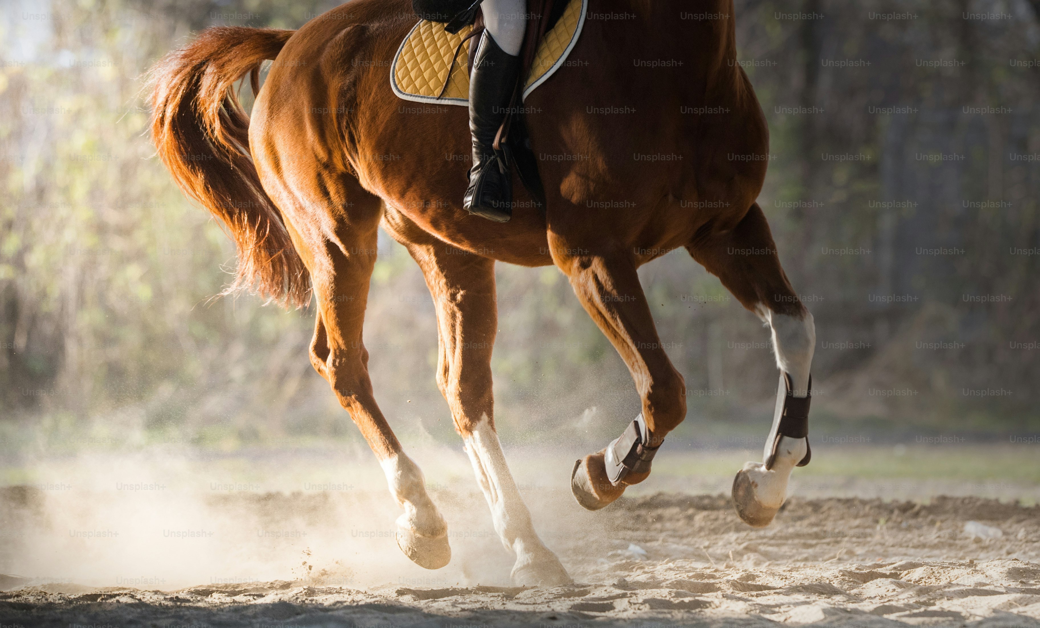 A horse riding in the autumn