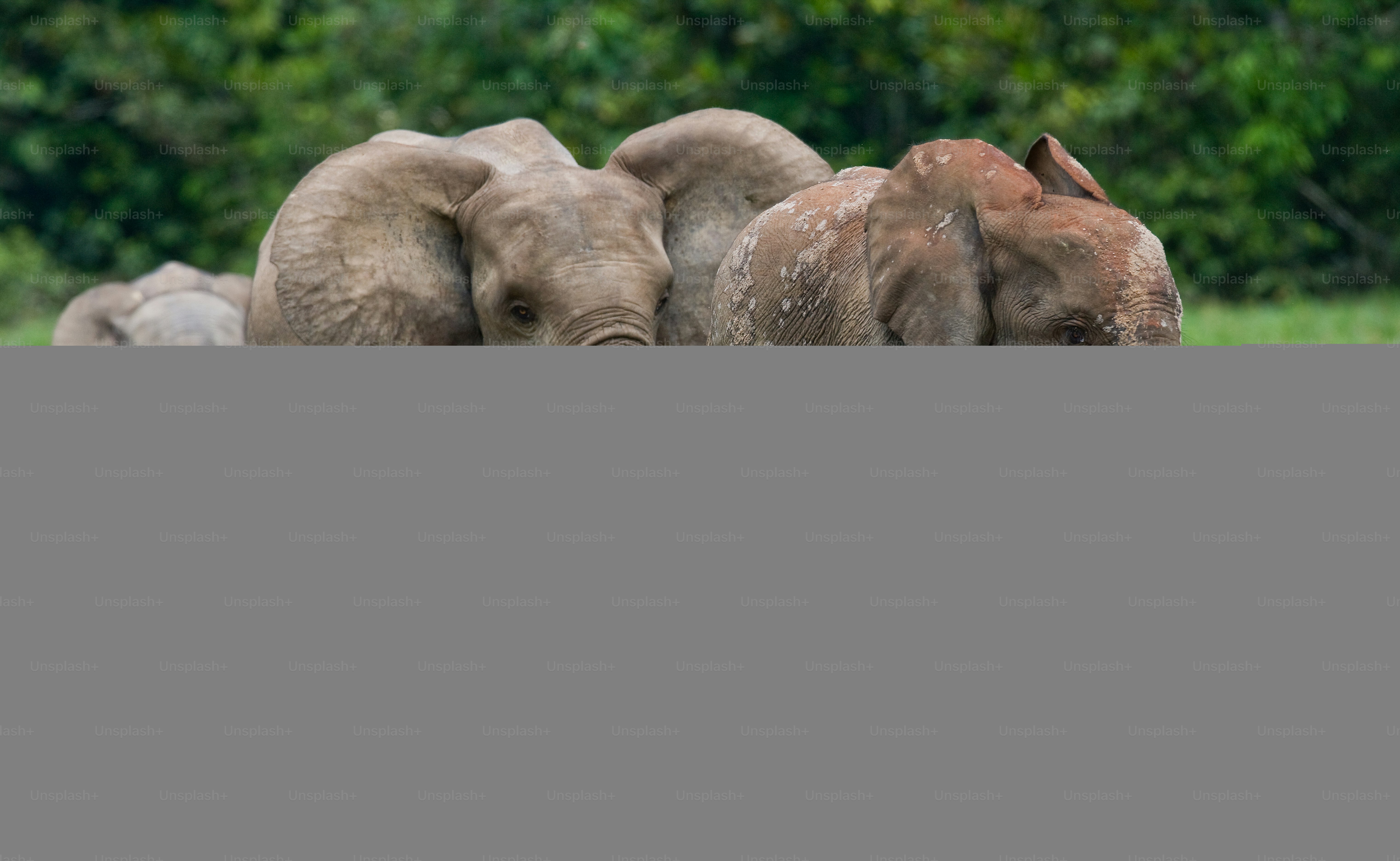 Group of forest elephants in the forest edge. Republic of Congo. Dzanga-Sangha Special Reserve. Central African Republic. An excellent illustration.