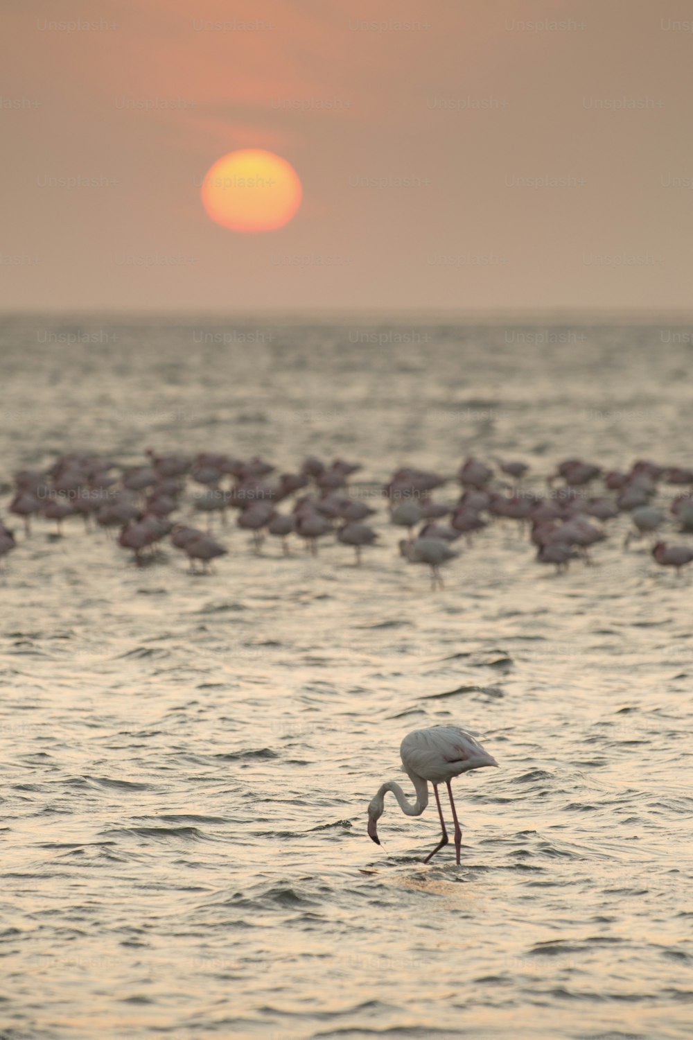 Flamingo no pantanal de Walvis Bay.