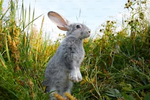 草の中で後ろ足で立っているウサギ