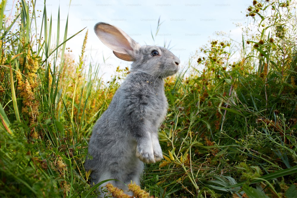 a rabbit standing on its hind legs in the grass