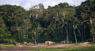 Grupo de elefantes da floresta na borda da floresta. República do Congo. Reserva Especial Dzanga-Sangha. República Centro-Africana. Uma excelente ilustração.