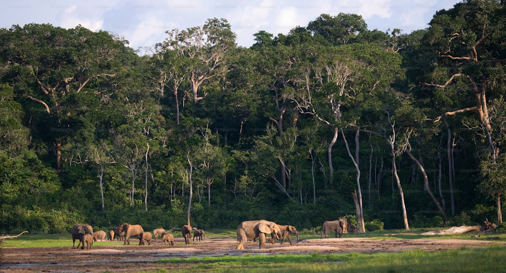 Grupo de elefantes de bosque en el borde del bosque. República del Congo. Reserva Especial Dzanga-Sangha. República Centroafricana. Una excelente ilustración.
