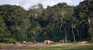 Group of forest elephants in the forest edge. Republic of Congo. Dzanga-Sangha Special Reserve. Central African Republic. An excellent illustration.