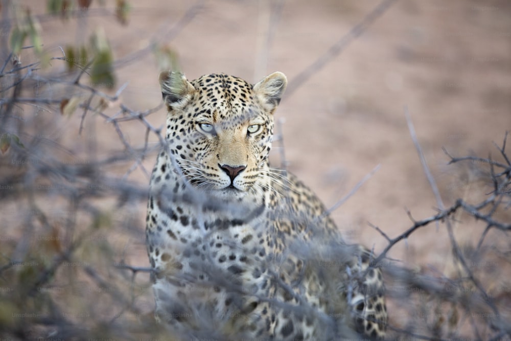 Leopard stalking prey.