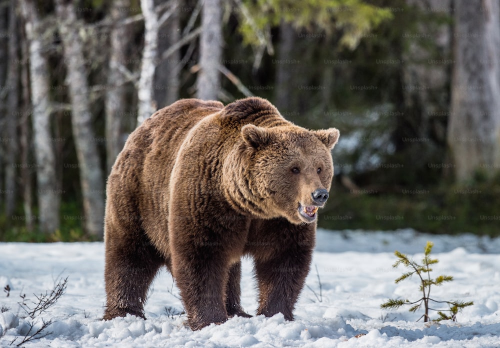 Close-up portrait of adult male Brown Bear (Ursus arctos) on a snow-covered swamp in the spring forest. Eurasian brown bear (Ursus arctos arctos)