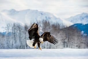 Águila calva adulta ( Haliaeetus leucocephalus washingtoniensis ) en vuelo. Alaska en la nieve
