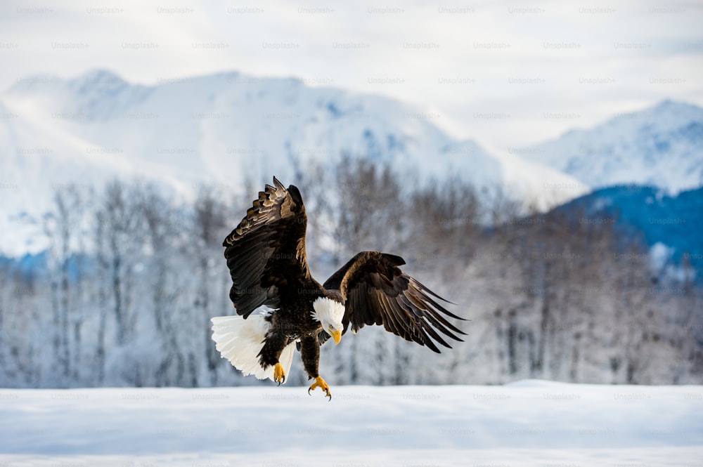 Águila calva adulta ( Haliaeetus leucocephalus washingtoniensis ) en vuelo. Alaska en la nieve