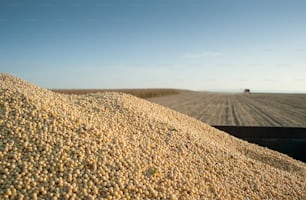 大豆の収穫