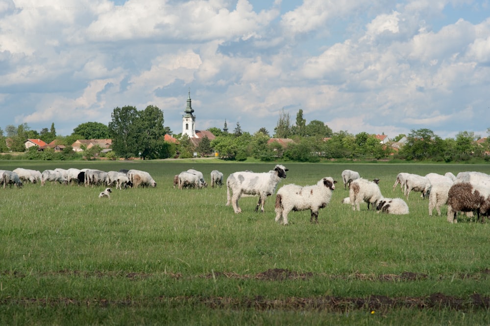 ovejas en pastos