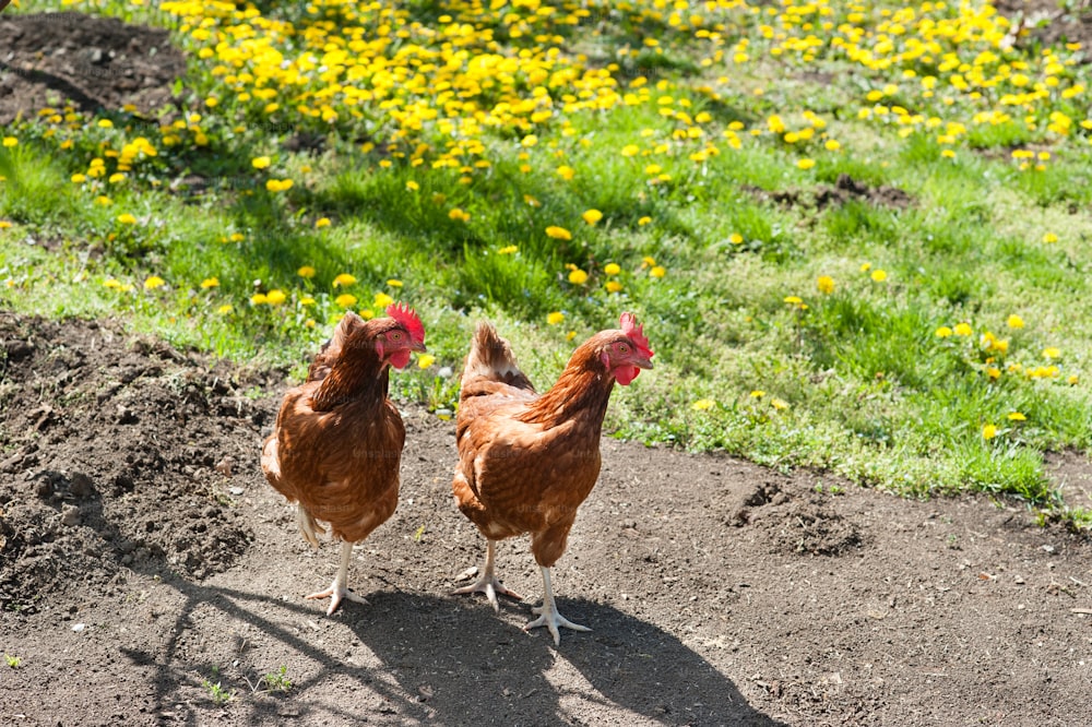 egg-laying hens in the yard