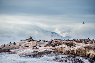 Isla de las focas en medio de la bahía falsa, cerca de Ciudad del Cabo, en Sudáfrica.