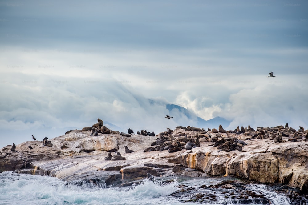 Seal Island in the middle of False Bay near Cape Town in South Africa.