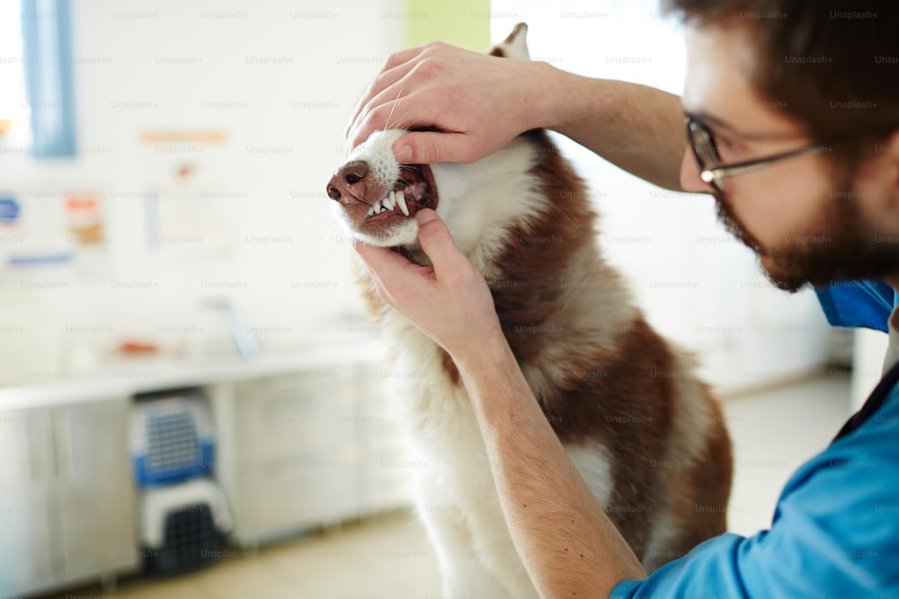 Médecin vétérinaire vérifiant les dents de son patient