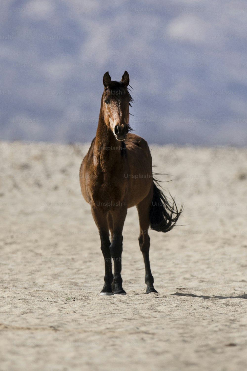 Wild Namibian desert horse.