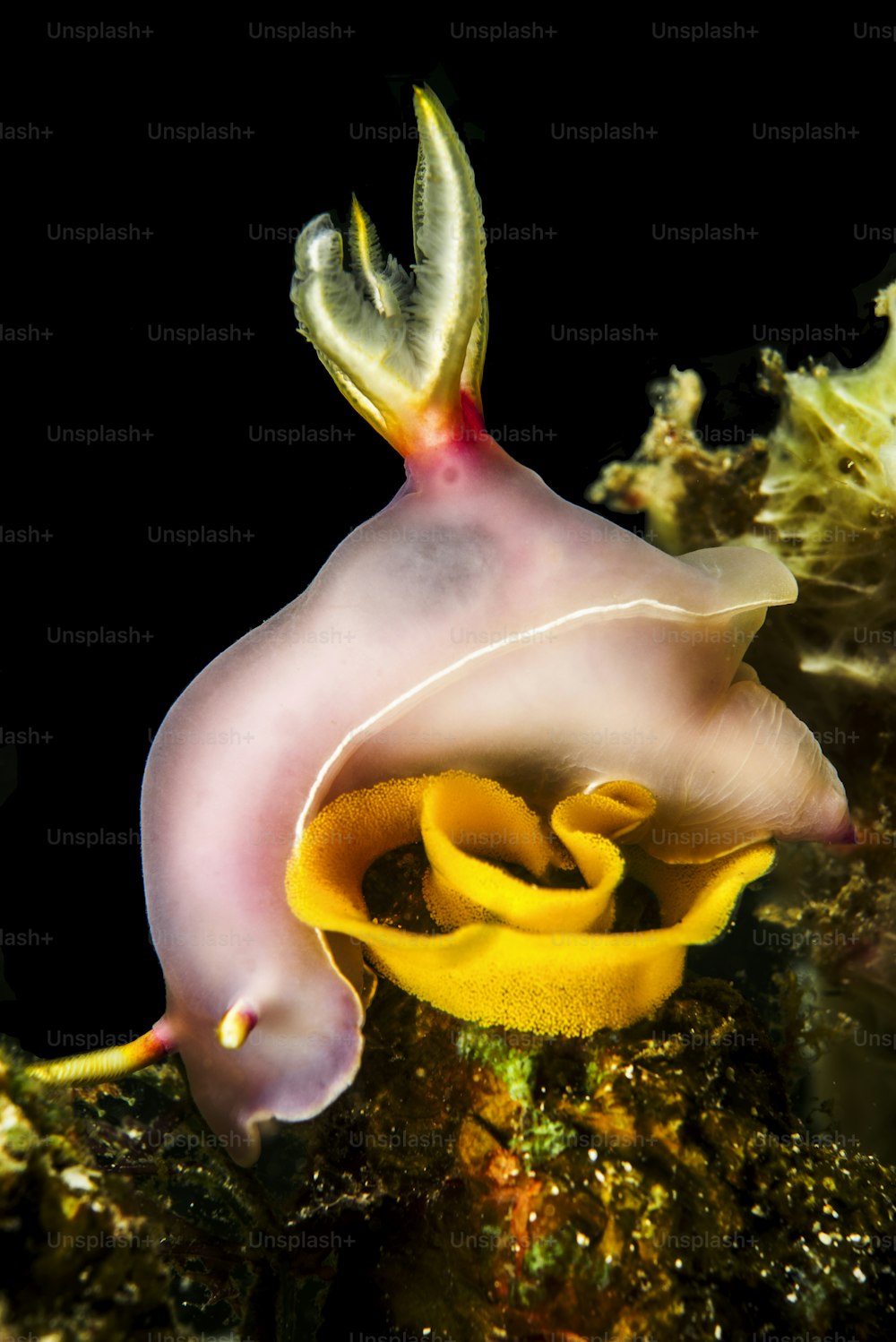 렘베의 바다 민달팽이