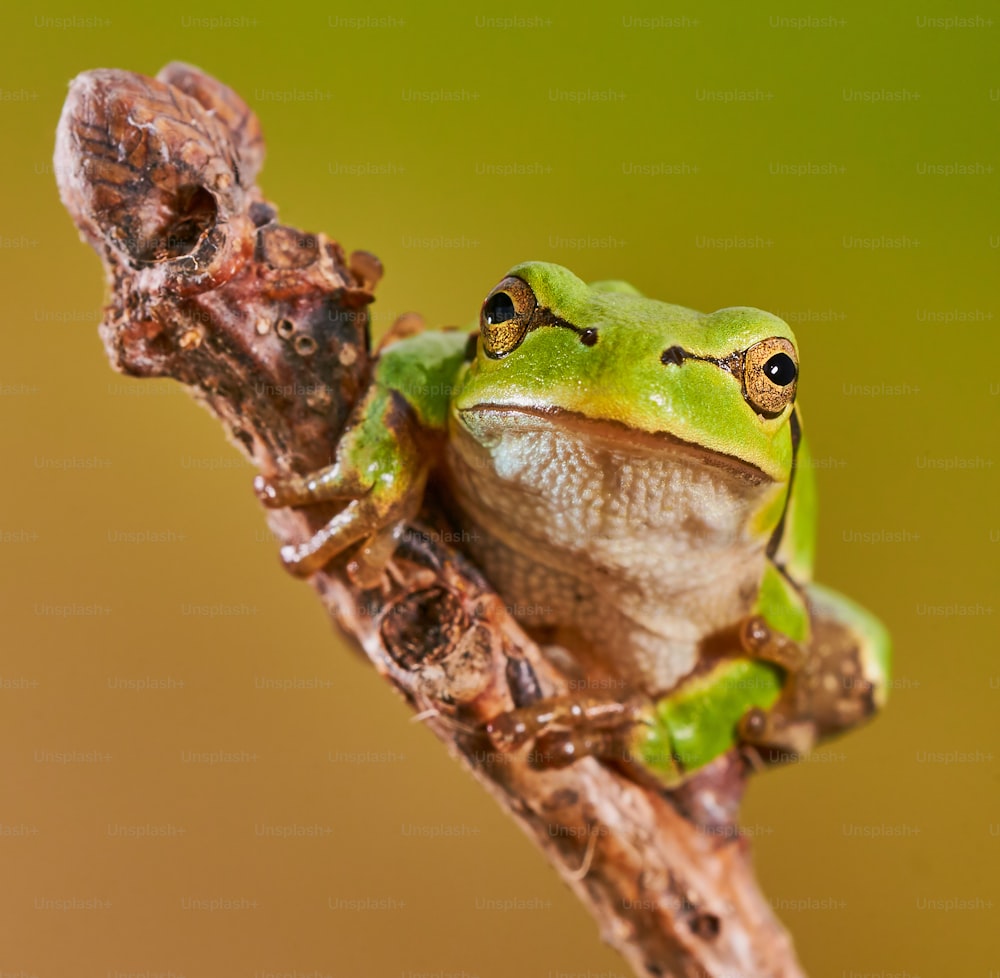 Hila arborea, european tree frog is a small, green tree frog