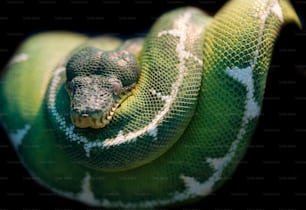 Arbre émeraude Boa Corallus Caninus serpent