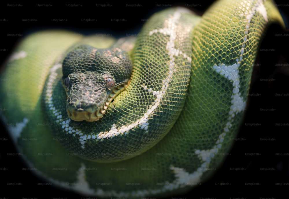 Emerald Tree Boa Corallus Caninus snake