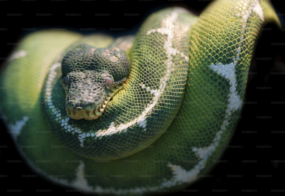 Emerald Tree Boa Corallus Caninus snake