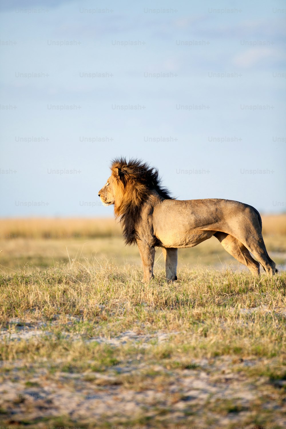 Large male lion