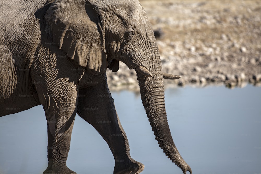 57,600+ Elephant Trunk Stock Photos, Pictures & Royalty-Free Images -  iStock