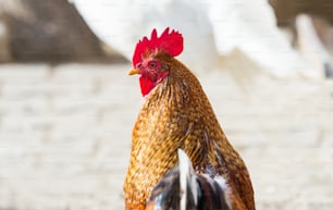 singing rooster in the farm