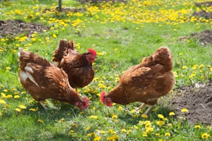 egg-laying hens in the yard