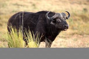 Büffel im Buschland