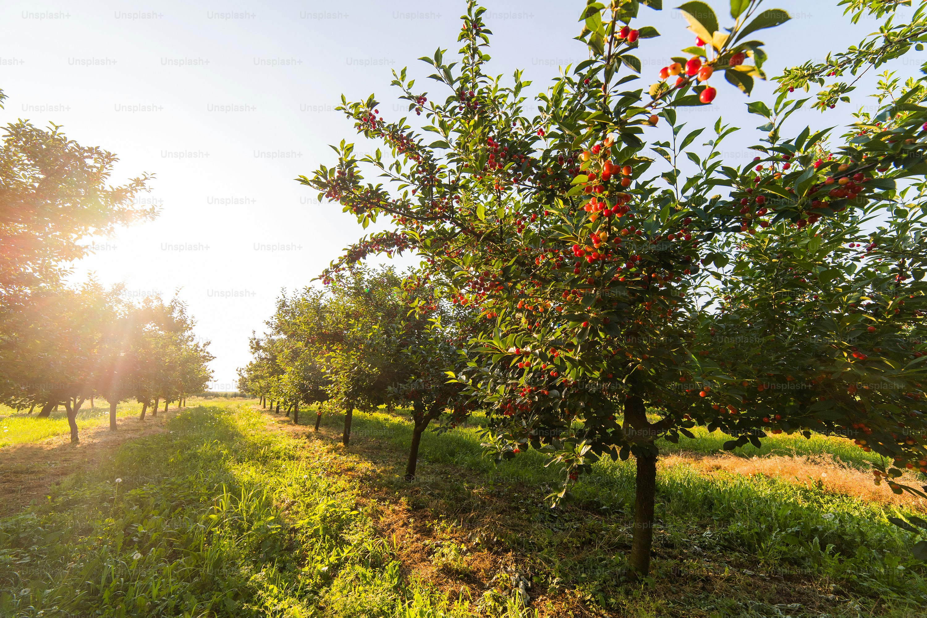 Red and sweet cherry trees in orchard - branch  in early summer