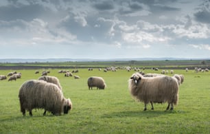 春の牧草地の羊