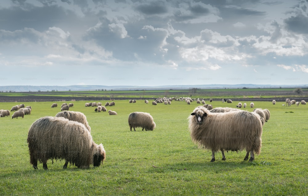pecore al pascolo in primavera