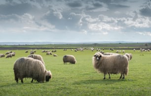 sheep on pasture in spring